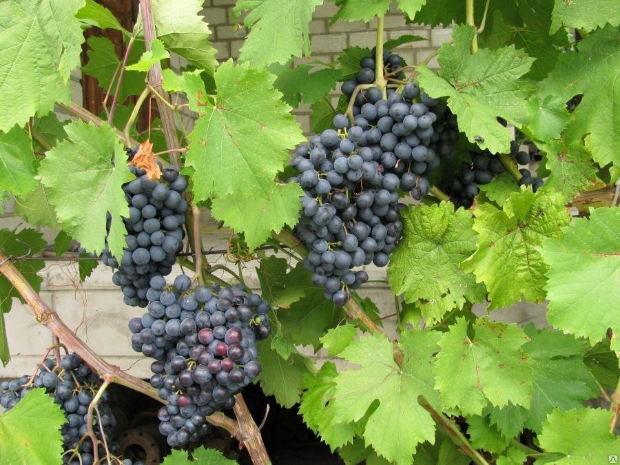 В Астраханской области определили наиболее оптимальные сорта винограда длявыращивания