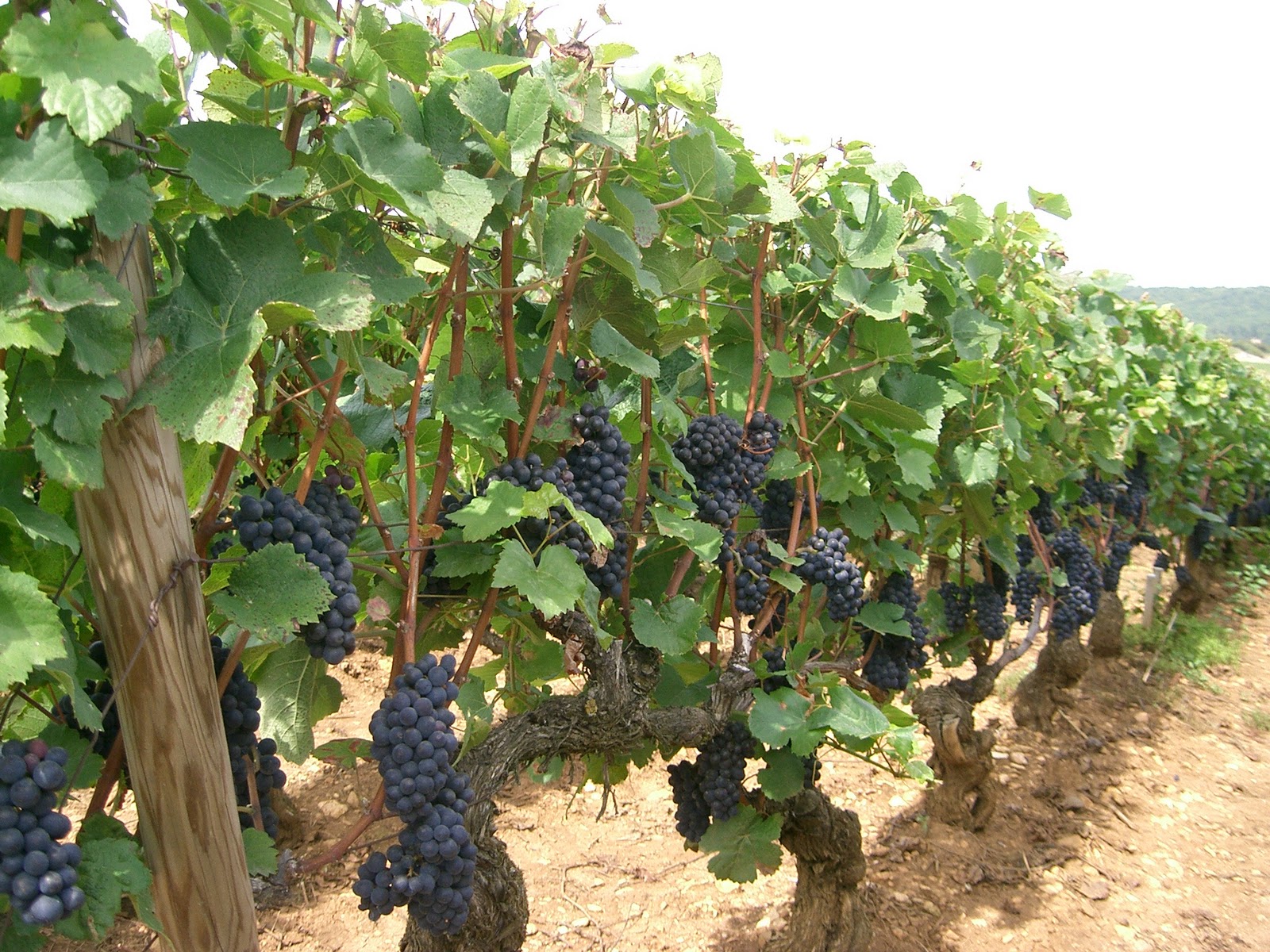Адыгея, виноградарство, КФХ «Губаз» 