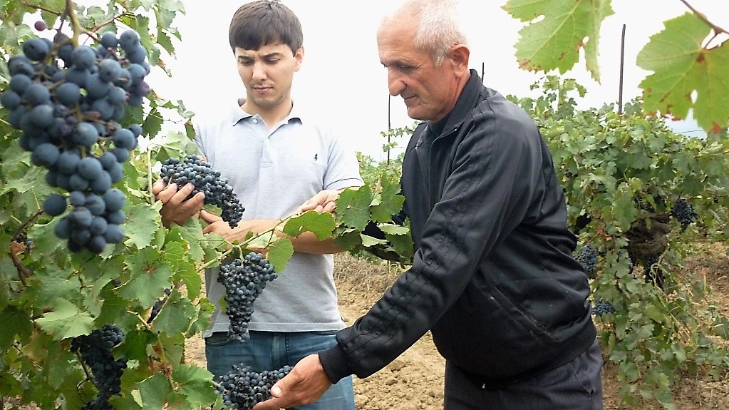 Дагестан, Краснодарский край, виноградники