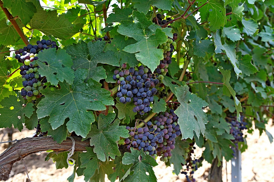 сбор урожая, «Кубань-вино», новый рекорд