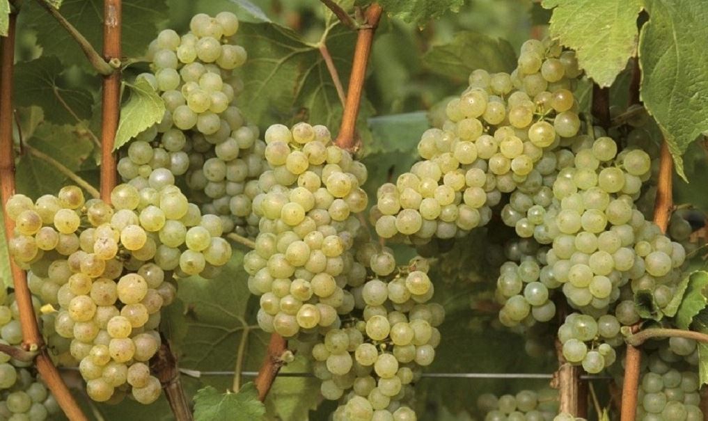 Севастополь, урожай, виноград