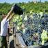 Крым, Севастополь, итоги уборки винограда