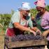 виноград, урожай, уборка, Крым