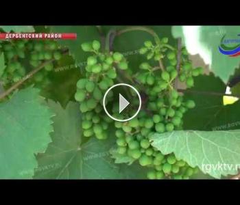 Embedded thumbnail for Виноградари Дагестана планируют собрать рекордный урожай, но удастся ли его реализовать?
