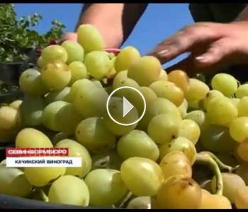 Embedded thumbnail for В Крыму начался сезон винограда. 1300 тонн муската янтарного уже собрали в «Качинском +»