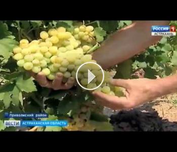 Embedded thumbnail for В Астраханской области испытывают необходимые для производства десертных вин технические сорта винограда 