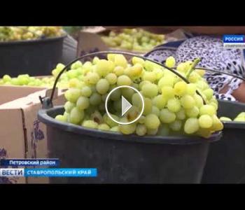 Embedded thumbnail for Ставрополью хватит своего винограда